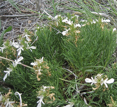 Teucrium laciniatum