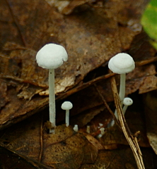 Resinomycena rhododendri