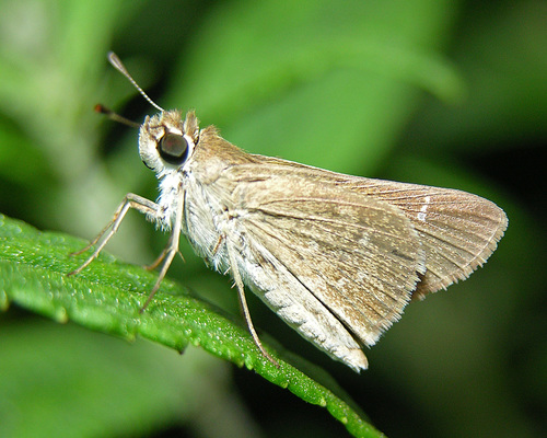 Eufala Skipper