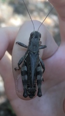 Melanoplus viola