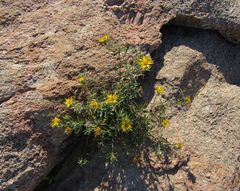 Heterotheca stenophylla