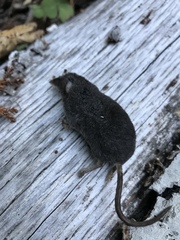 Sorex vagrans