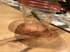 Conocephalus strictus