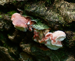 Phlebia incarnata image