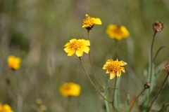 Tridax trilobata