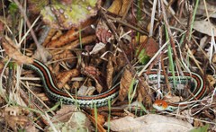 Thamnophis sirtalis tetrataenia
