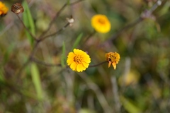 Tridax trilobata