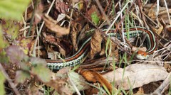 Thamnophis sirtalis tetrataenia