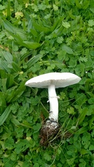 Leucoagaricus leucothites