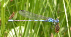 Argia leonorae