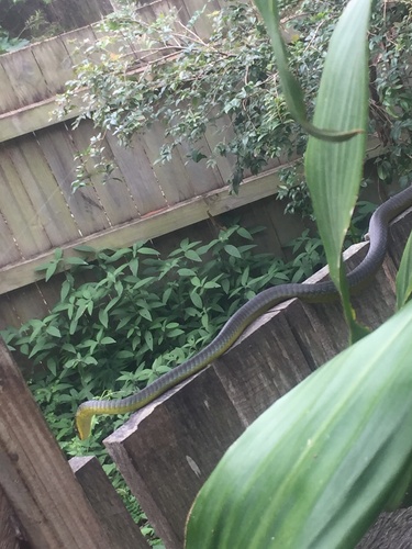 Common Tree Snake sighting