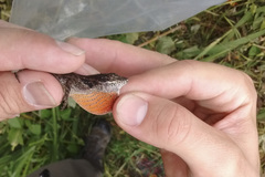 Anolis mariarum