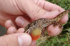 Anolis mariarum