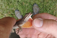 Anolis mariarum