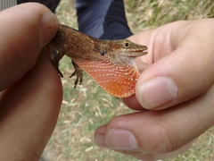 Anolis mariarum