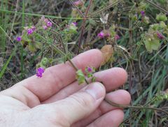Mirabilis latifolia