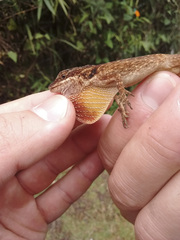 Anolis mariarum