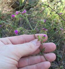 Mirabilis latifolia