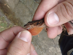 Anolis mariarum