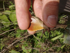 Anolis mariarum