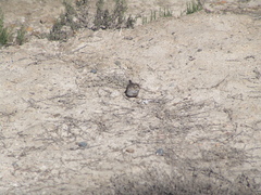Passerculus sandwichensis beldingi