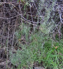 Galium angustifolium