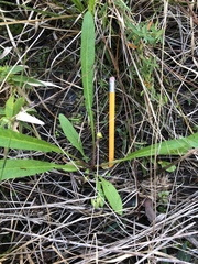 Viola vittata