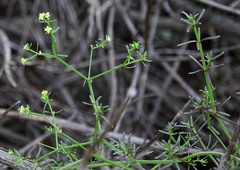 Galium angustifolium