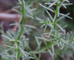 Galium angustifolium