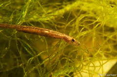 Hairy Pipefish photo 3