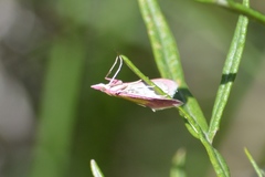 Choristostigma roseopennalis