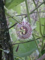 Passiflora exsudans