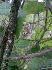 Passiflora exsudans