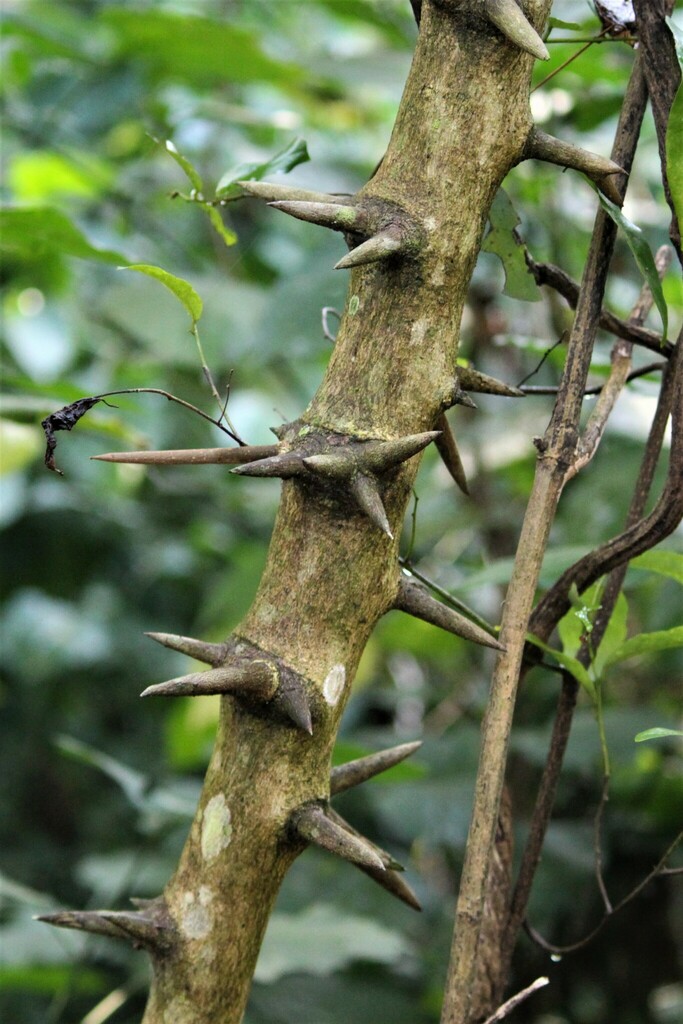 Hluhluwe Creeper
