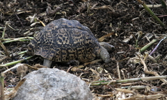 Stigmochelys pardalis