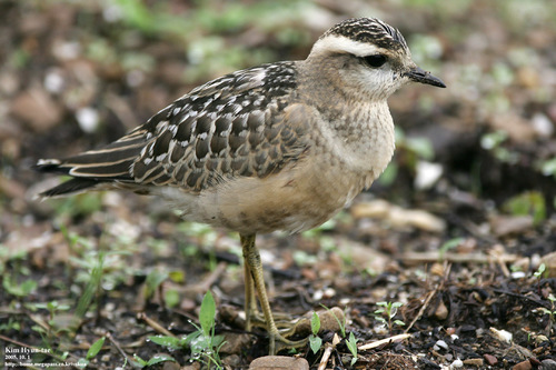 Eurasian Dotterel