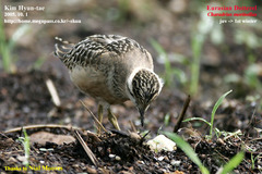 Charadrius morinellus