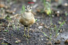 Charadrius morinellus
