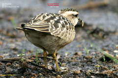 Charadrius morinellus