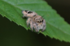 Phidippus dianthus