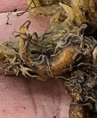 Amphipholis squamata