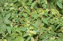 Euphorbia segoviensis