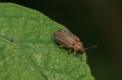 Ophraella