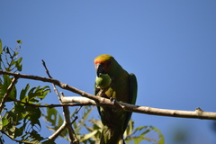 Aratinga auricapillus