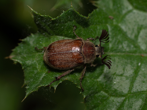 Melolontha hybrida