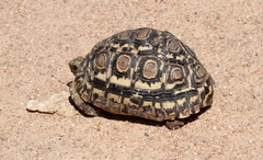 Stigmochelys pardalis