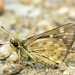 Carolina Roadside-Skipper - Photo (c) Roger Rittmaster, some rights reserved (CC BY-NC), uploaded by Roger Rittmaster