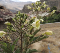 Nicotiana tomentosa