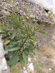 Nicotiana tomentosa