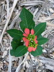 Euphorbia cyathophora